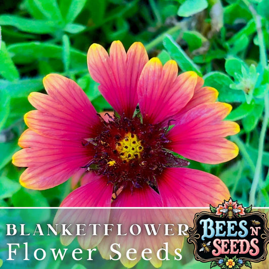 Majestic Blanket Flower Seeds - 200 Non-GMO Flower Seeds - Gaillardia aristata