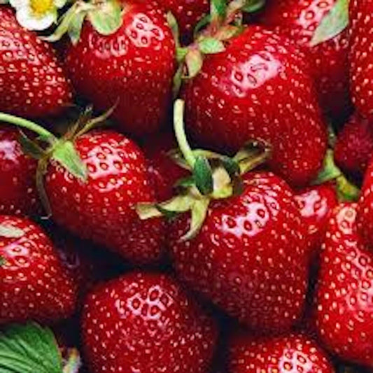 Allstar Junebearing Strawberry Plants - 20 Bare Root Perennial Fruit Plants (Fragaria × ananassa)
