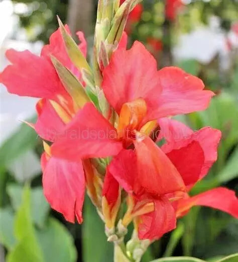 Canna Lily Bulb 4' Tall Coral Salmon Pink City of Portland Canna indica Live Plant