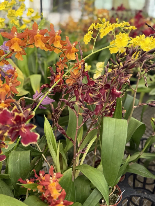 Cattleya Orchid Seedlings Mix - 10 Pack in 2" Pots - No Tag - Oncidium Variety - Ideal for Indoor Gardening