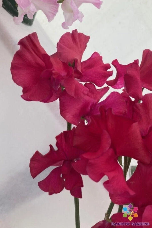 Millennium Sweet Pea Seeds - 50+ Pack for Garden Planting - Lathyrus odoratus - USA Grown - FREE SHIPPING