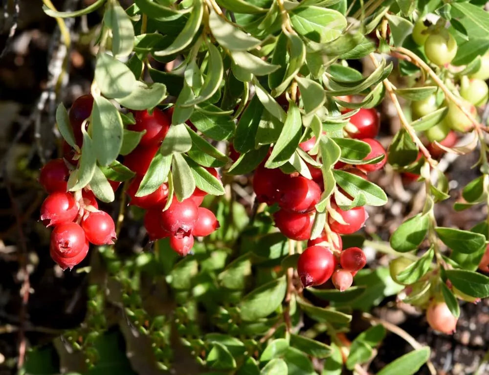 American Cranberry Bush Seeds - 100 Count - Vaccinium macrocarpon - Ideal for Planting, Home Gardens, and Landscapes