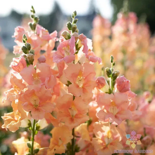 Chantilly Light Salmon Snapdragon Seeds - 1000+ Premium Garden Seeds - Antirrhinum majus - USA Free Shipping