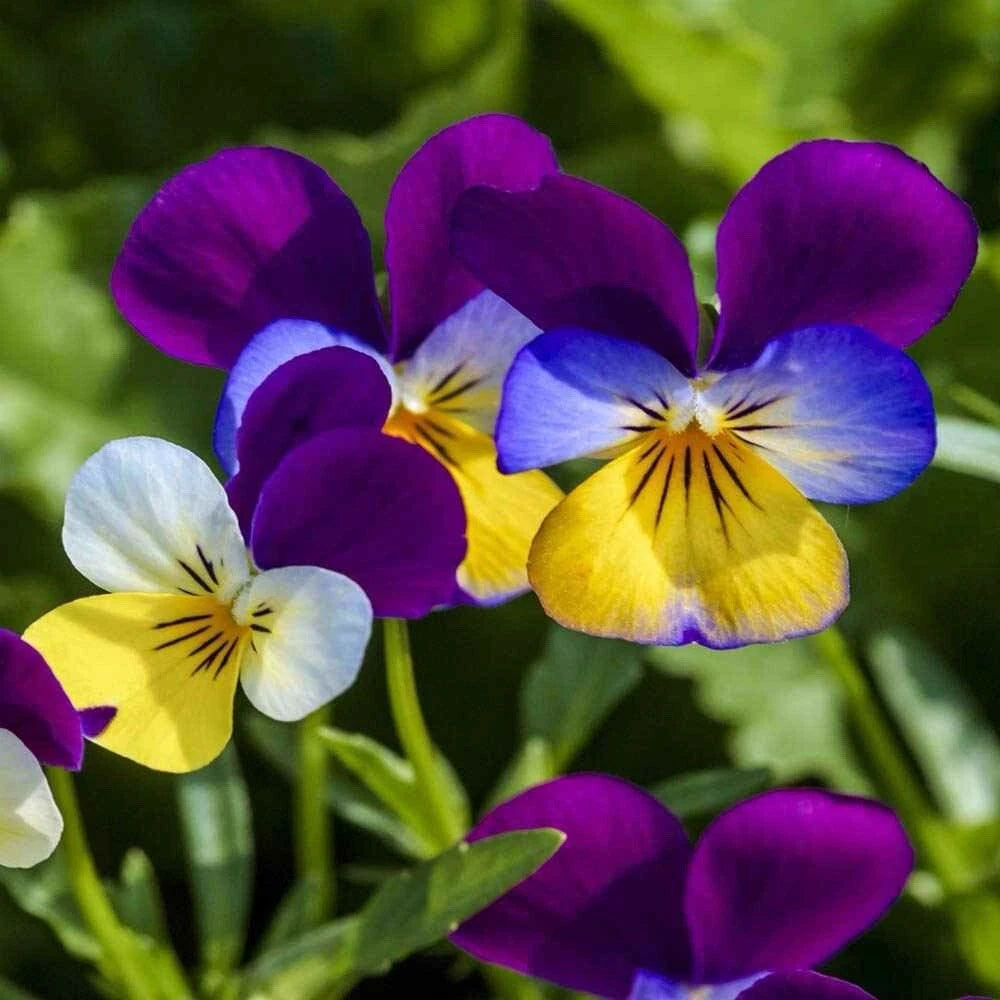 Johnny Jump Up Seeds - 500+ Count - Viola Tricolor - Flower Seeds - Free Shipping USA