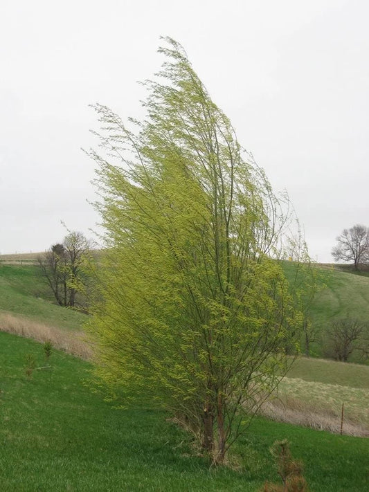Hybrid Willow Tree - 3 to 6 Feet - Fast Growing Privacy or Shade - Austree Willow (Salix x pendulina)