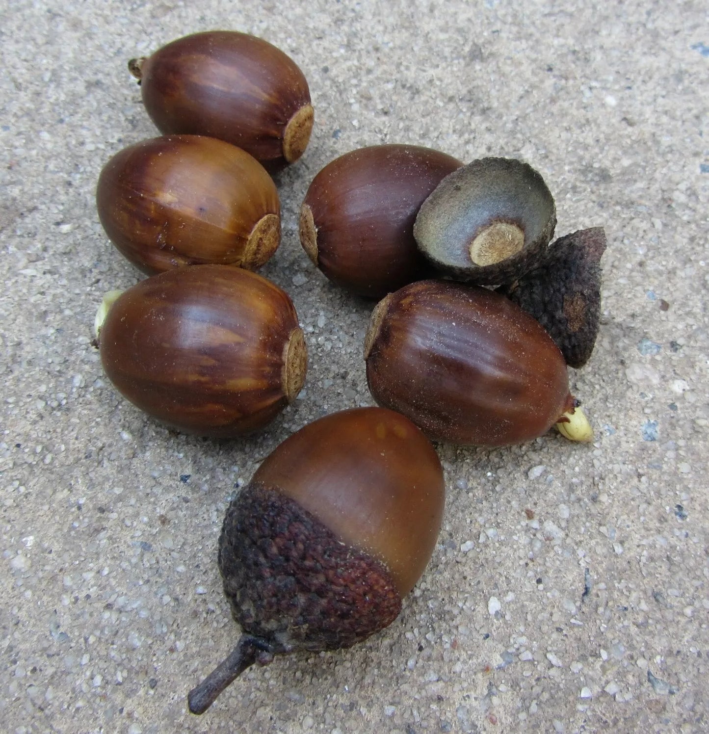 Chestnut Oak Acorns - 50 Seeds - Quercus prinus - 1-1.5 inch Shiny Acorns - Mature Height 50-70 ft - Zones 4-8