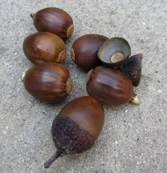 Chestnut Oak Acorns - 50 Seeds - Quercus prinus - 1-1.5 inch Shiny Acorns - Mature Height 50-70 ft - Zones 4-8