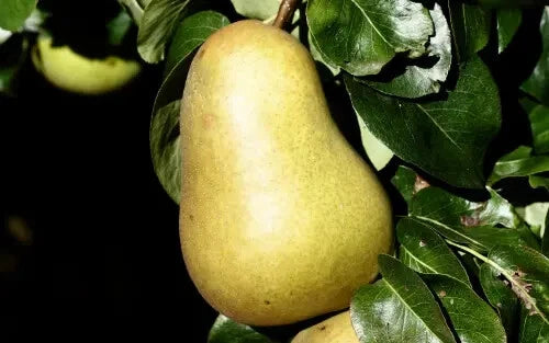 Beurre Hardy Pear Seeds - 25+ Pack - EMLA Variety - Perfect for Garden Planting - Pyrus communis