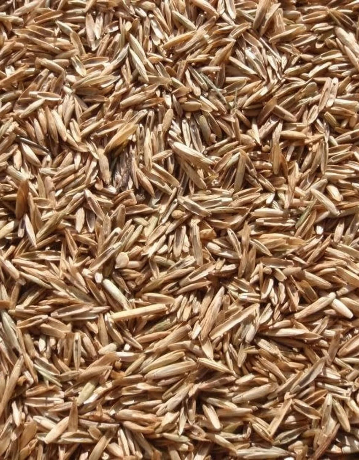 Perennial Ryegrass Seeds - Premium Quality - Fast Germination - Lolium perenne - 1 lb