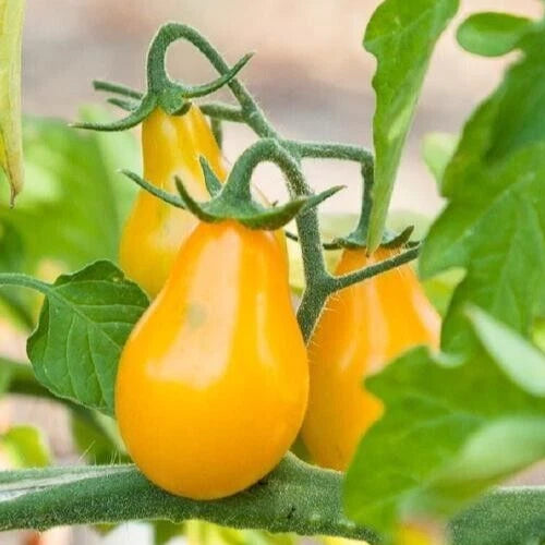 25 Premium Yellow Pear Tomato Seeds - Freshly Harvested, Choice Variety, Solanum lycopersicum