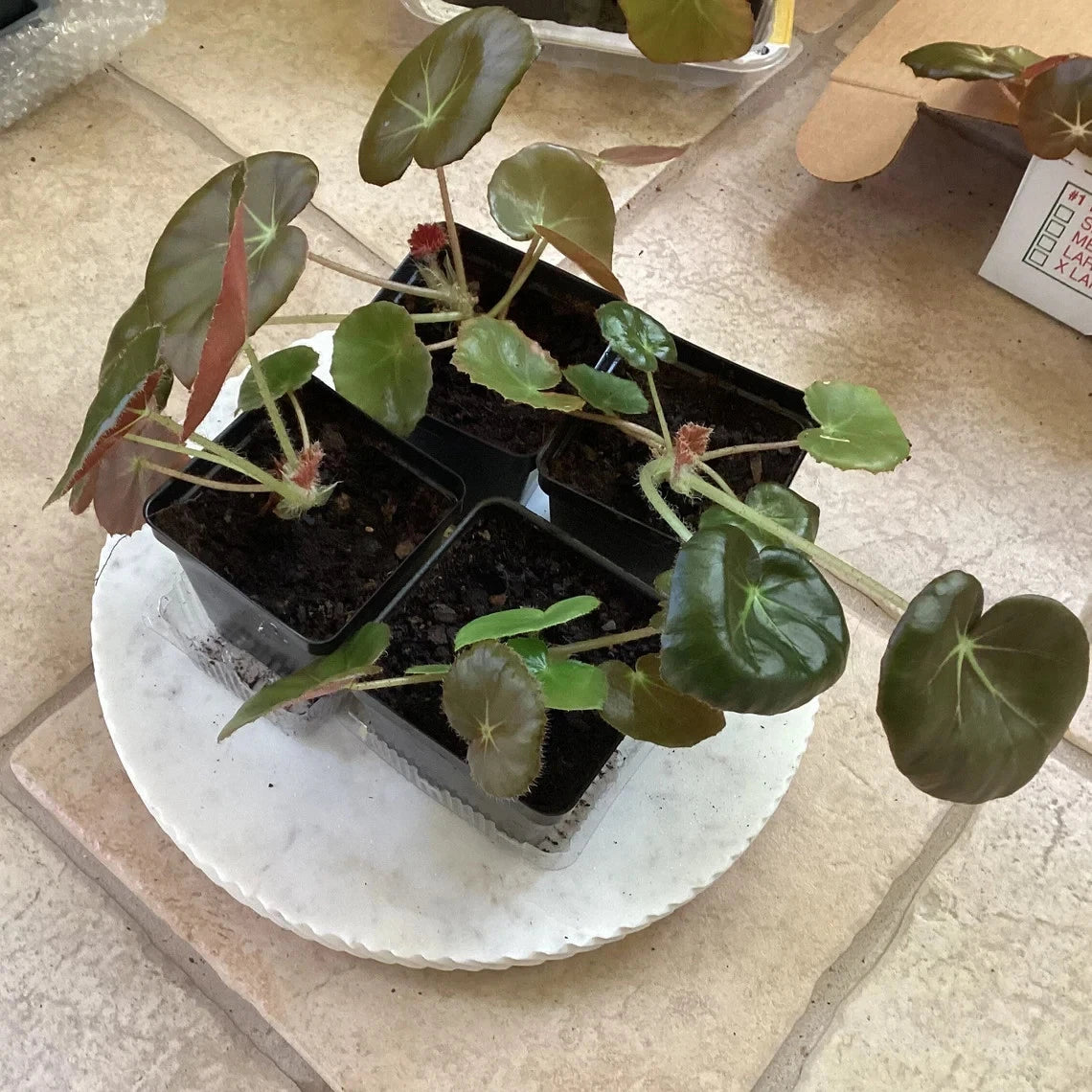 Beefsteak Begonia Starter Plant, Well Rooted, Begonia Erythrophylla, Indoor Houseplant, Easy Care Plant