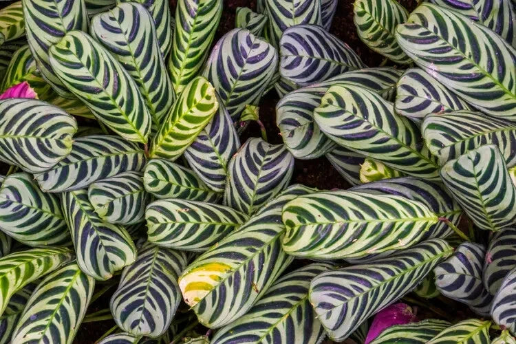 25+ Stromanthifolia Calathea Seeds for Planting - Tropical Garden - USA Grown - Free Shipping