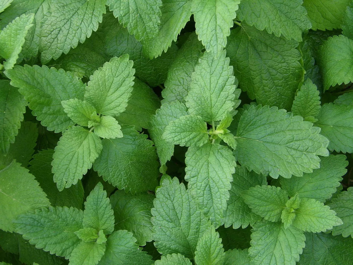 500 Lemon Balm Seeds - Non-GMO Variety - Melissa officinalis - Herbal Garden Seed for Tea and Culinary Use