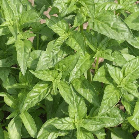 Basil Seeds 100 Count - Sweet Large Leaf - Ocimum basilicum - Annual Herb for Garden, Green Foliage, Full Sun, Summer to Fall