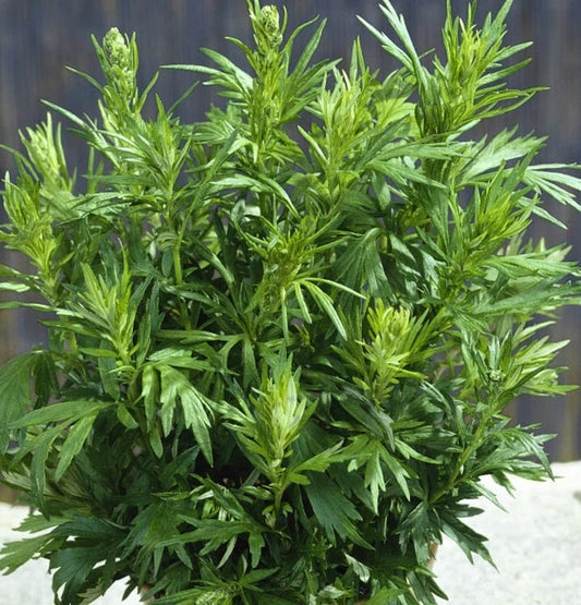 500+ Mugwort Seeds, Culinary Medicinal Herb, Artemisia vulgaris, Perennial Plant, USA Grown