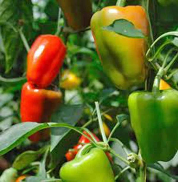 Bell Pepper Seeds - Heirloom California Wonder - 20+ Seeds - Large Fruit - Capsicum annuum