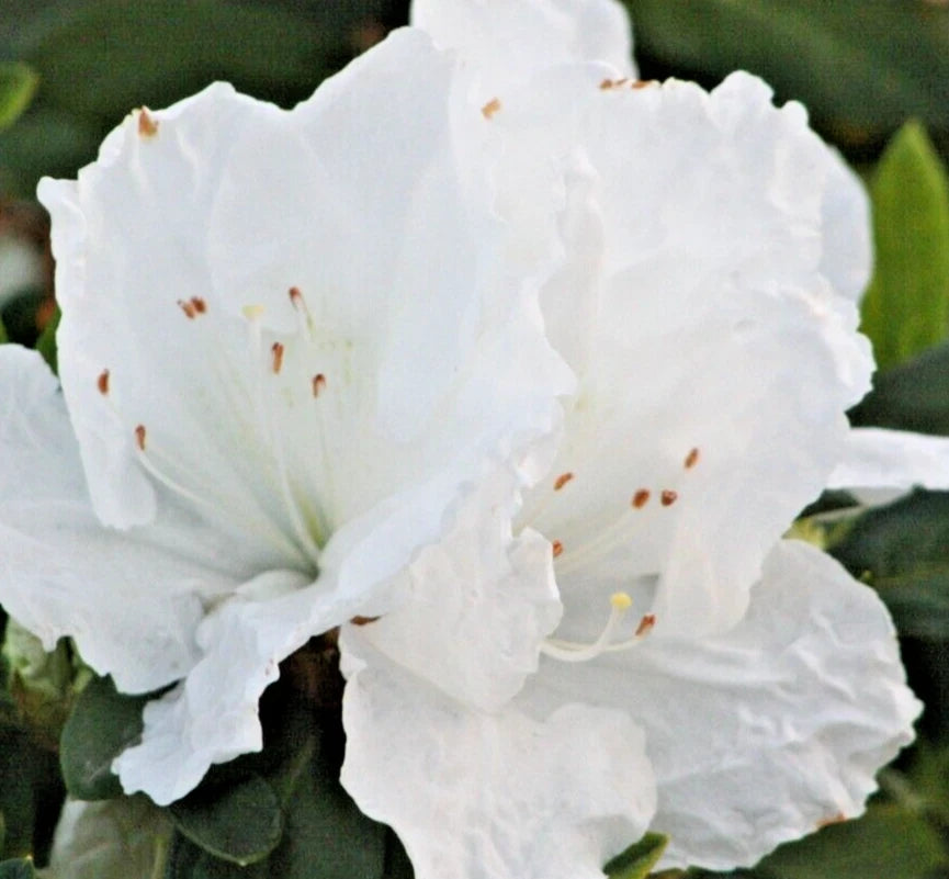 Rhododendron Azalea Snow White 6" Live Flower Plant Bush Shrub - Azalea indica