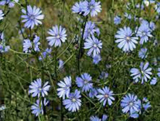 Chicory Seeds - 100+ Seeds - Beautiful Blue Cut Flower - Cichorium intybus - Bluest Blue Variety