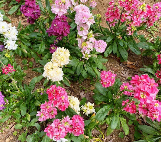 Evening Stock Flower Seeds Mix, 50 Pack, Matthiola incana, Fragrant Annual Garden Plants