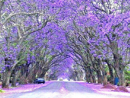 Purple Jacaranda Seeds, 40 Count, Fast Growing Flowering Tree, Jacaranda mimosifolia