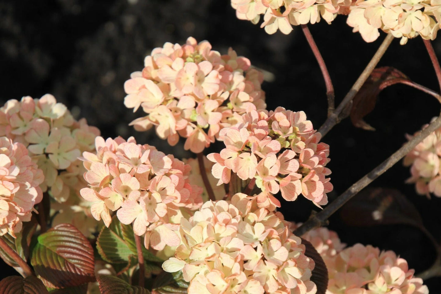 Live Plant - 12 to 16 in Pink Kerns Viburnum - Viburnum plicatum f. plicatum 'Pink Sensation' - Bare Root Snowball Blooms
