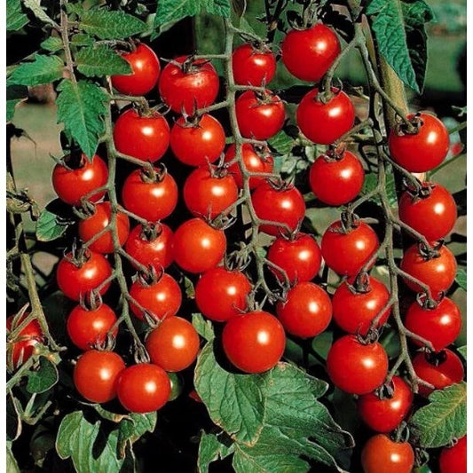 100+ Super Sweet Cherry Tomato Seeds - Heirloom, Non-GMO, Organic - Rare Variety - Solanum lycopersicum
