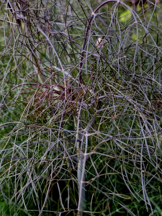 Bronze Fennel Seeds 100 Count, Dark-Purple Foliage, Yellow Flowers, Licorice Flavor, Foeniculum vulgare 'Purpureum'