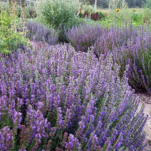 Hyssop Seeds - Purple Giant Agastache - Perennial Blue Licorice - Attracts Bees - 500 Seeds