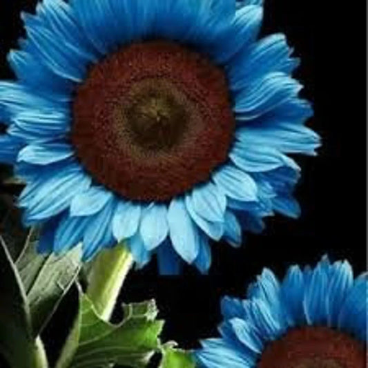 Midnight Oil Blue Sunflower Seeds - 50PCs Pack for Garden Planting, Colorful Annuals (Helianthus annuus)