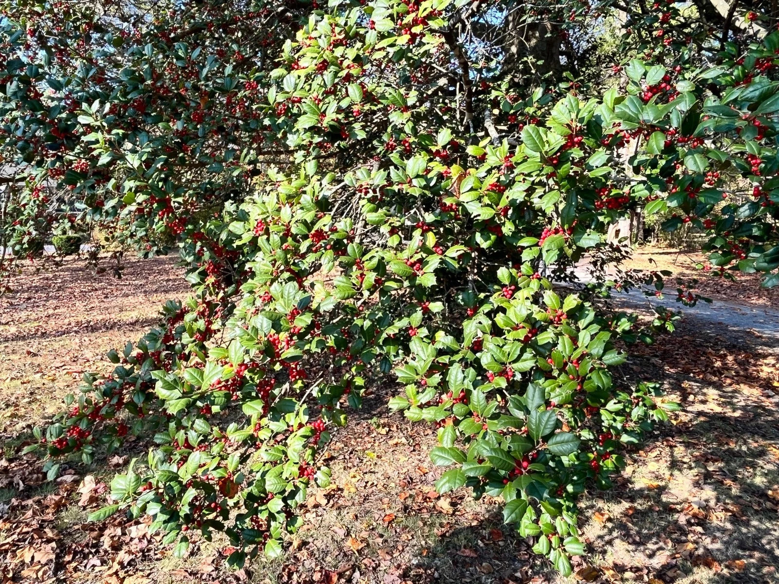 American Holly Cuttings - 12 Thin Cuttings - Ilex opaca - Hardy Native Screen Plant - Ideal for Virginia Gardens