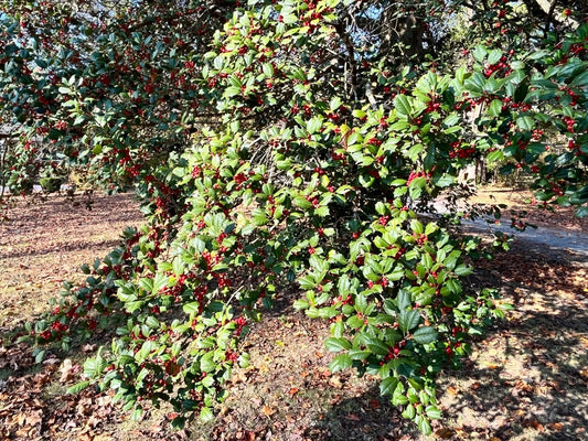 American Holly Cuttings - 12 Thin Cuttings - Ilex opaca - Hardy Native Screen Plant - Ideal for Virginia Gardens