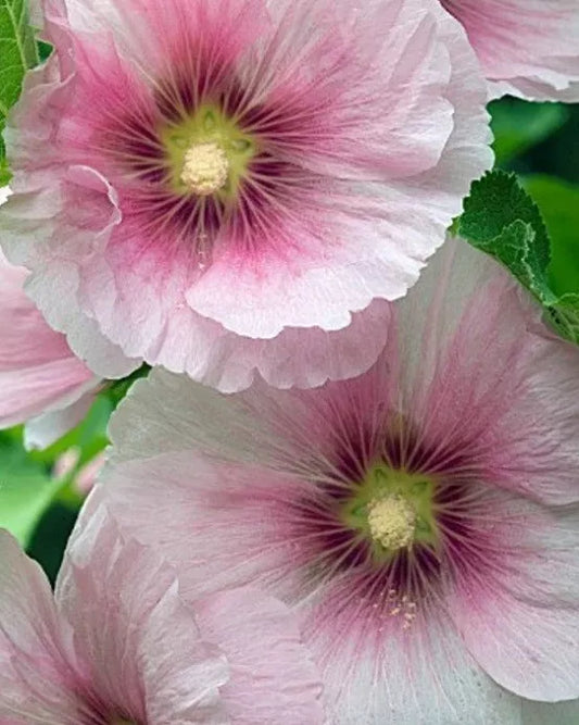 Blush Hollyhock Seeds - 25 Perennial Flower Seeds - Pink & White - Alcea rosea - US Seller