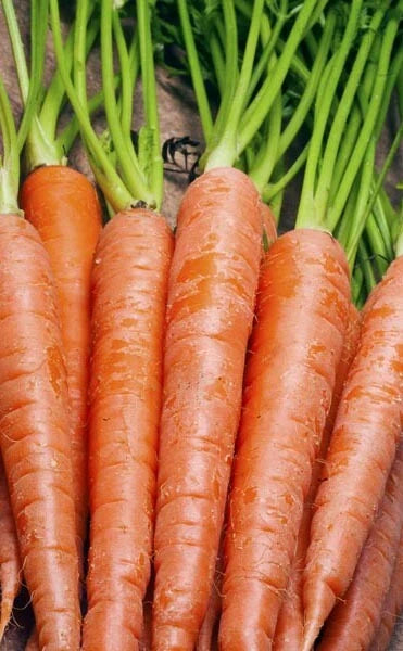 Carrot Seeds 600+ Tendersweet Variety Great Tasting Vegetable USA - Daucus carota