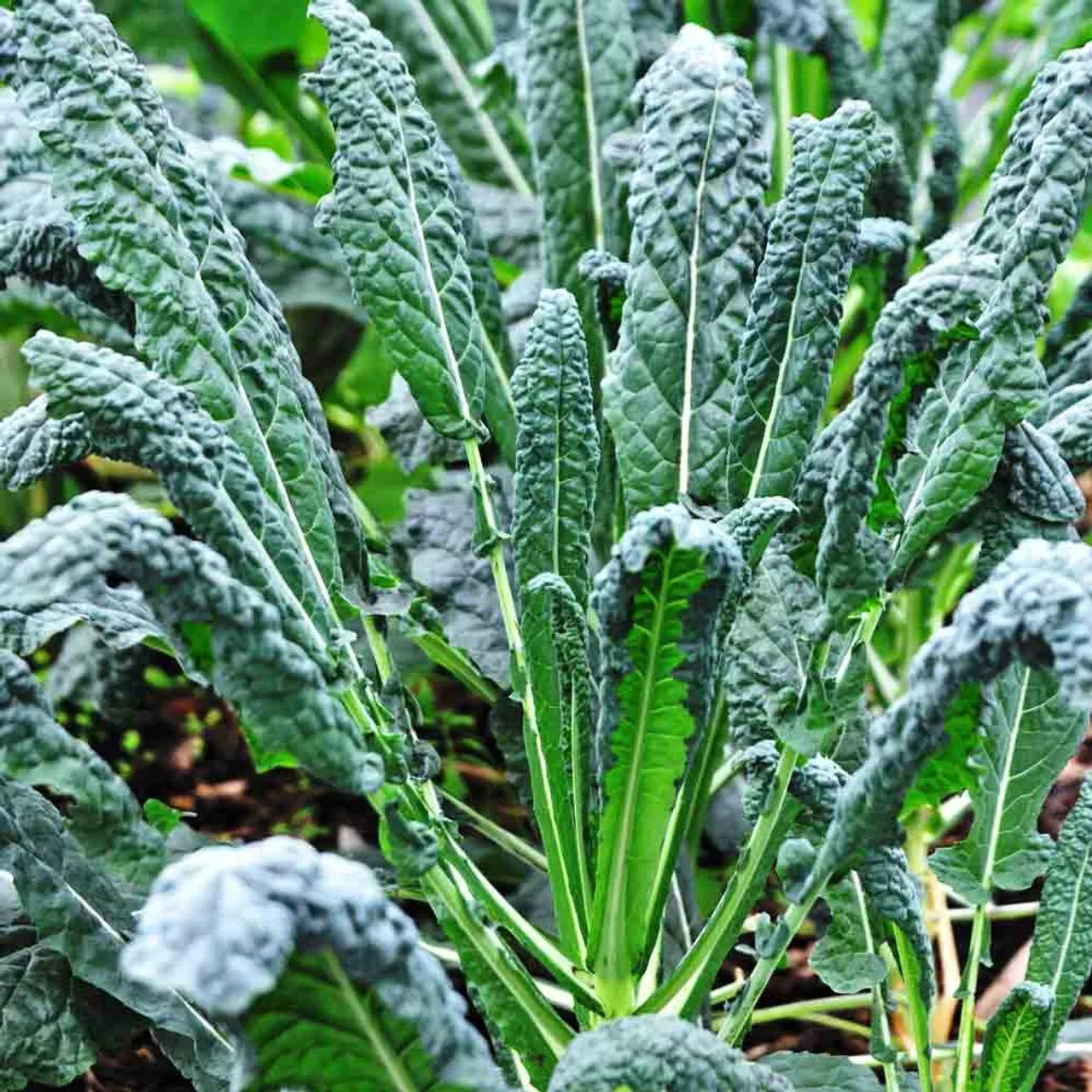 Lacinato Kale Seeds 300+ Non-GMO Black Tuscan Dinosaur Kale Vegetable - Brassica oleracea