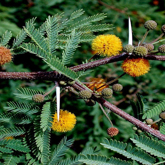10 Sweet Acacia Seeds - Mimosa Tree - Acacia farnesiana - Fast Growing Wattle Flower