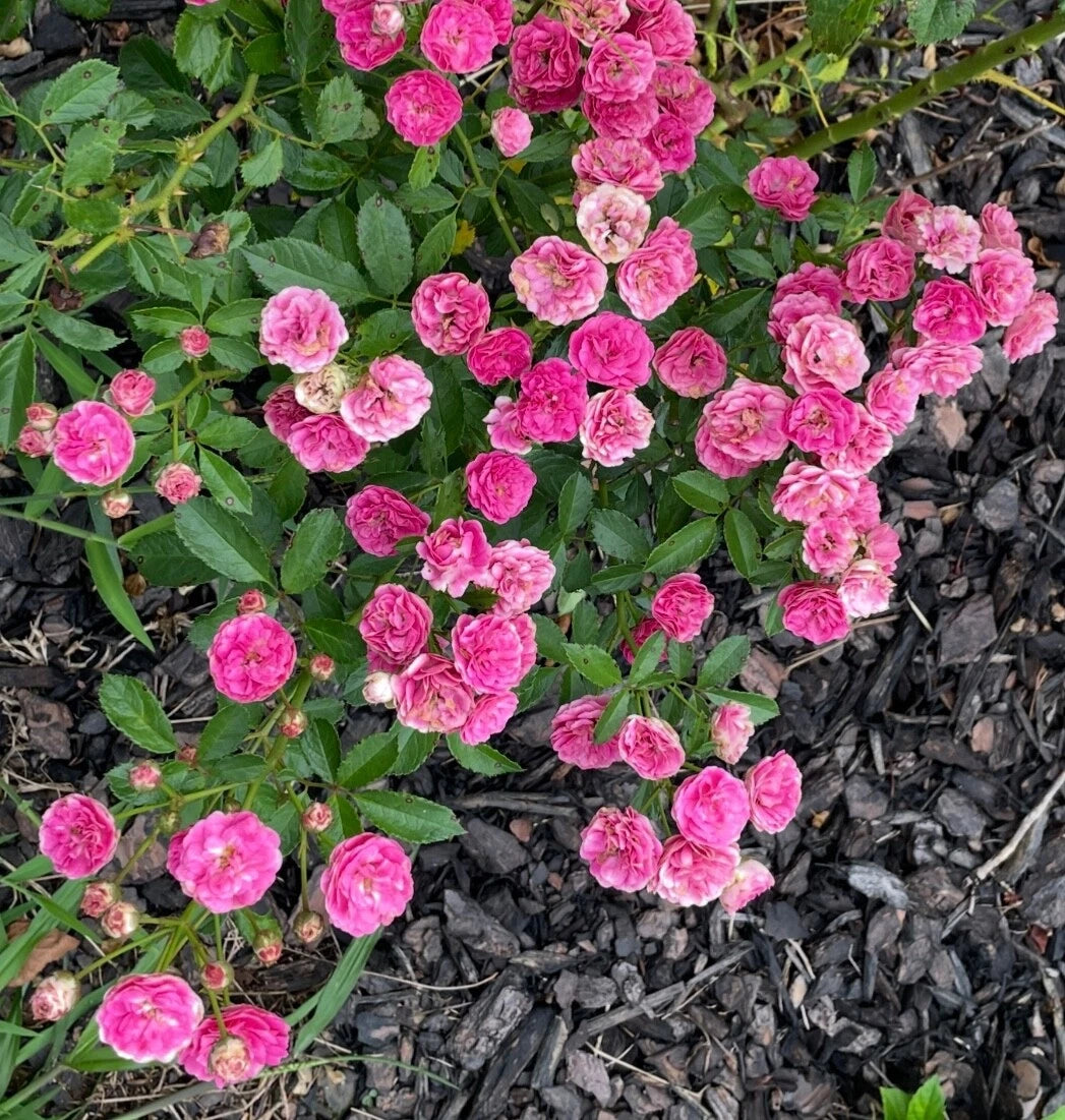 Kendyl Marie Polyantha Rose Cuttings - Live Flower Plant Cuttings - 4 Shrub Cuttings