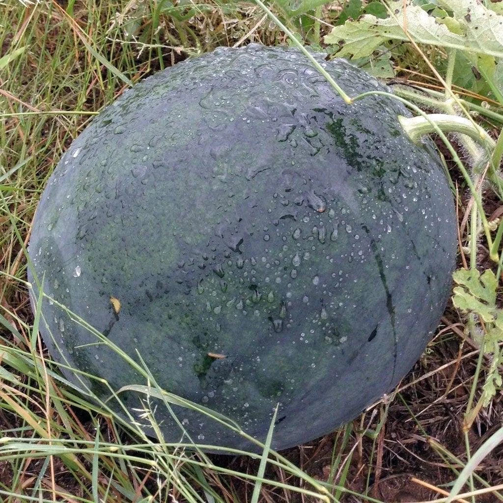 Florida Giant Watermelon Seeds, Jubilee Variety, NON-GMO, Huge 35-50 l ...