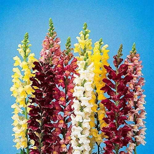 250 Snapdragon Seeds for Planting | Exotic Garden Flowers | Antirrhinum majus | Made in USA