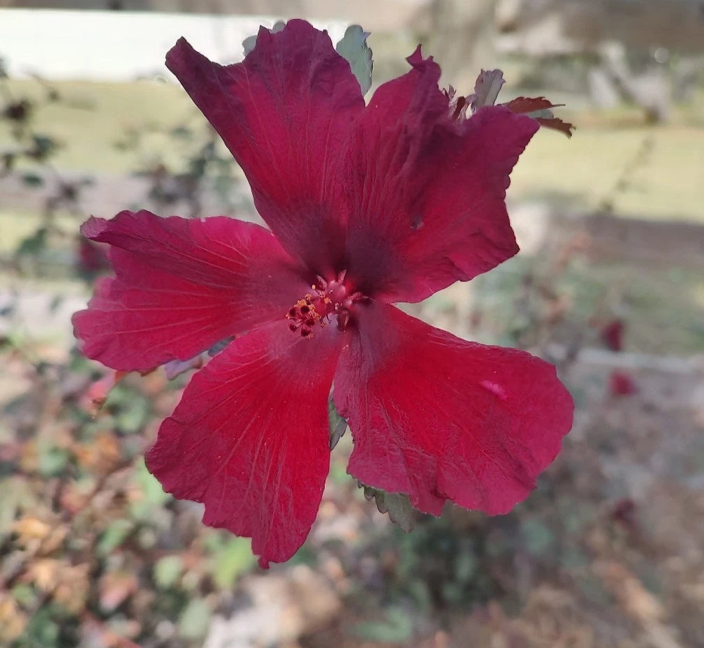 Cranberry Hibiscus Live Plant 4" Pot, Acetosella Varietal, False Roselle, Tropical Foliage