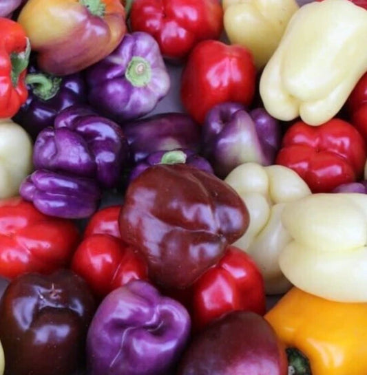 Bell Pepper Seeds Mix - 50+ Varieties in Red, Purple, Green, White, Yellow, Chocolate - Garden Veggies