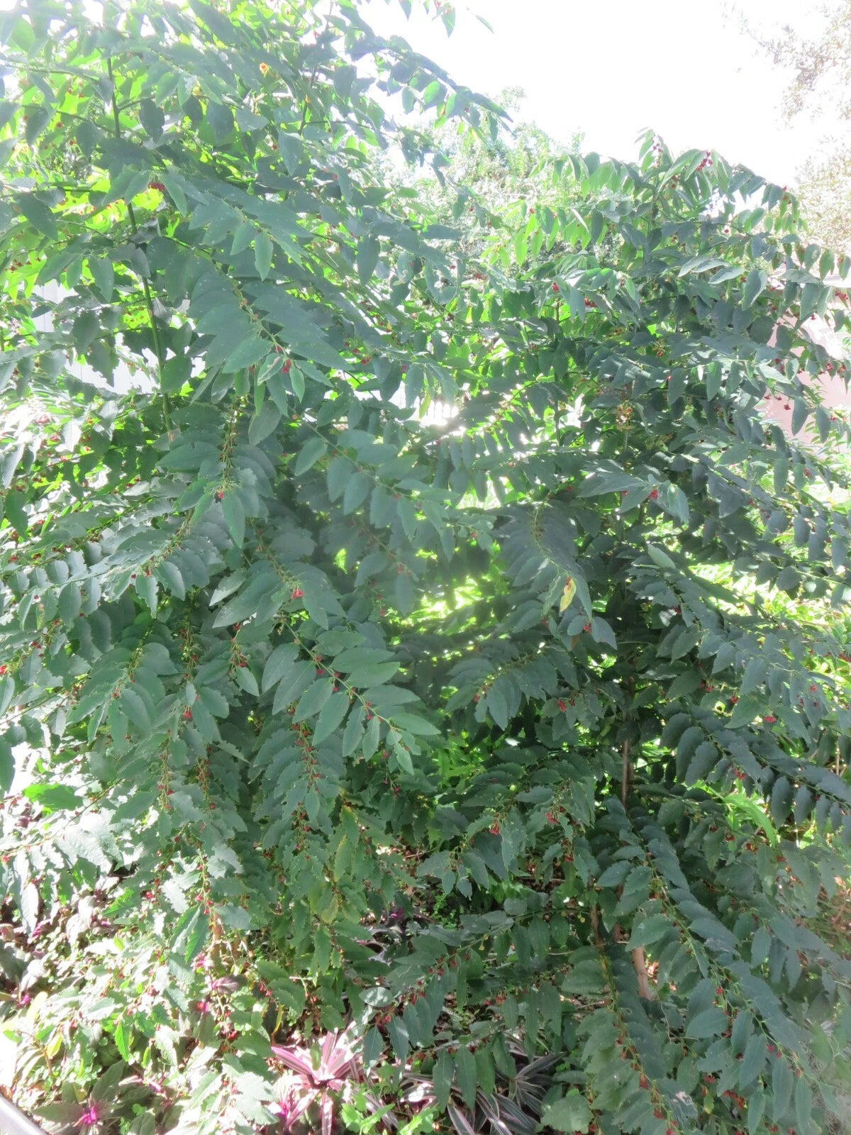 Katuk Star Gooseberry Cuttings - 5 Fresh Unrooted Stems - Sweet Leaf - Suitable for Culinary Use - Sauropus androgynus