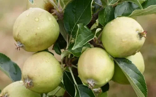 Michelin Apple Seeds - 25+ Pack for Garden Planting - Malus domestica - USA - Free Shipping