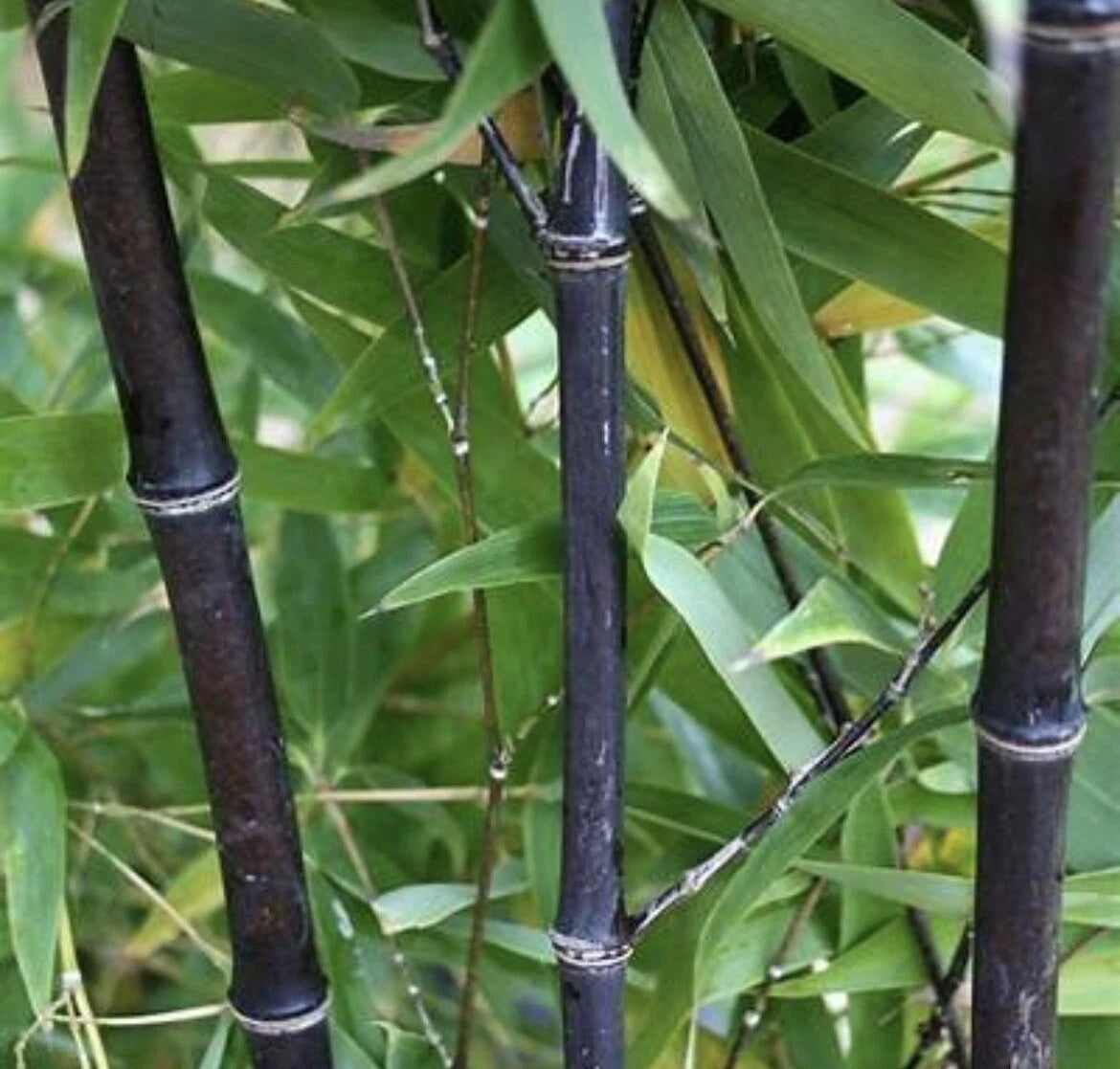 Black Timber Bamboo Rhizome - 2 Live Bare Root Plants - Authentic Phyllostachys Nigra