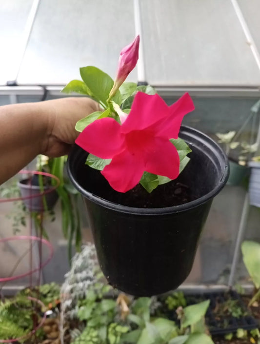 Mandevilla Plant in Gallon Pot - Tourmaline Fuchsia - Red Flowering Climbing Vine for Garden Decoration - Mandevilla spp.