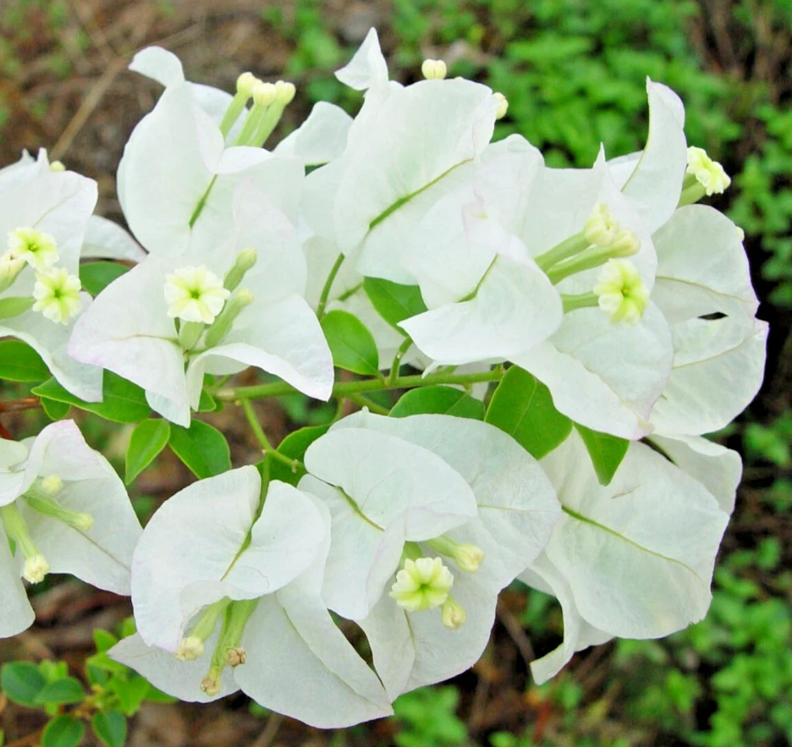Bougainvillea Glabra ABRA WHITE 20" Live Plant Vine Shrub Bush Evergreen Drought-Tolerant Climber