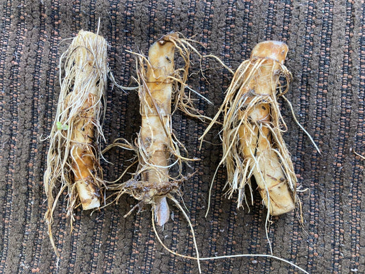 Lizard's Tail Plant Tubers - 3 Bareroot Saururus cernuus & 1 Live Plant - White Bloom - Perennial Aquatic Groundcover