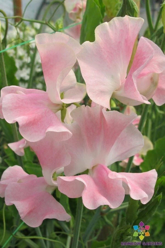 John Gray Sweet Pea Seeds - 50+ Pack - Garden Planting - Lathyrus odoratus - USA - Free Shipping