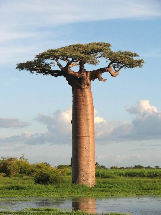 Baobab Seeds - 7 Count - Adansonia digitata "Tree of Life" - Rare Monkey Bread Bonsai Plant