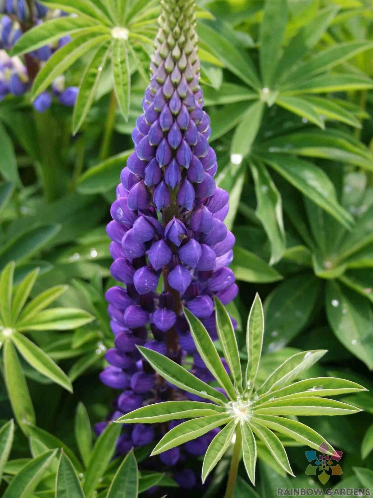 25+ Russell Purple Lupine Seeds for Garden Planting - Lupinus polyphyllus - USA Grown