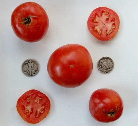 Manitoba Very Early Seeds - 25 Fresh Seeds for Planting - Ideal for Home Garden, Vegetable Garden, Heirloom Variety